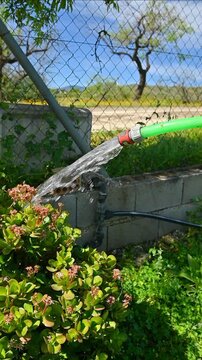 Hands Watering Garden Plants with Hose for Sustainable Water Use, Eco-Friendly Gardening and World Water Day Concept