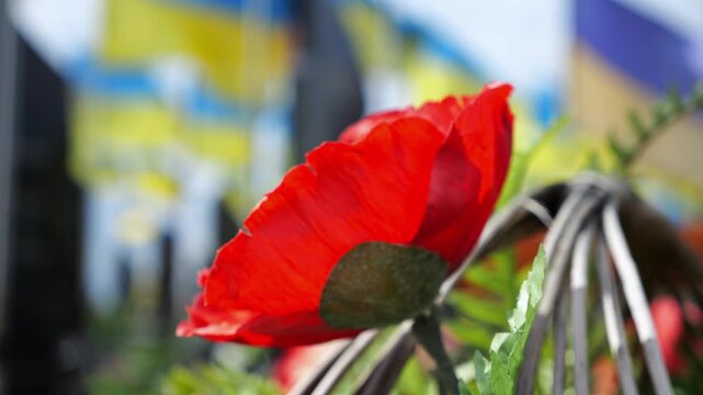 Closeup of red poppy flower serving as universal sign of memory in military cemetery. At blur background ukrainian flags mark graves of fallen soldiers creating solemn tribute to sacrifice and memory