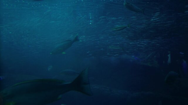 Ocean fish swimming in group with sunlight and calm water atmosphere