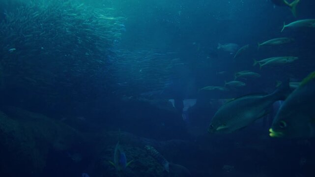 Blue underwater scene with fish and soft light rays from surface