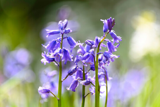 Soft Spring Flowers in Bloom