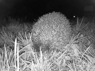 Jeż zwinięty w obronną kulę na trawniku nocą – zdjęcie w podczerwieni. Zwierz (z rodziny Erinaceidae) w pozycji obronnej na trawniku nocą, uchwycony na zdjęciu w podczerwieni . Kolce są wyraźne © Grzegorz