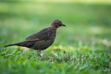 Obraz premium Close up of a Blackbird in green grass