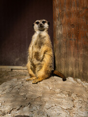 Fototapeta premium Meerkat suricate standing alert on a rock in the sun.