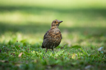 Obraz premium Close up of a Blackbird in green grass