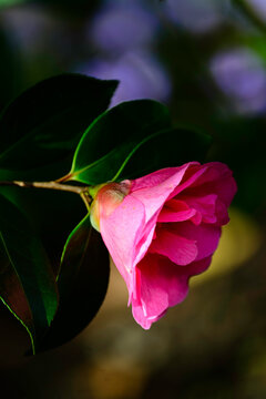 Luminous Pink Camellia in Shadowed Light
