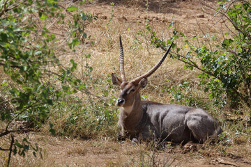 Obraz premium Wasserbock / Waterbuck / Kobus ellipsiprymnus