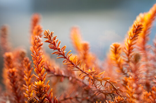 Common heather (flower and stem) is a powerful medicinal herb that is most helpful in treating urinary tract and kidney inflammation, and has a diuretic and disinfectant effect.
