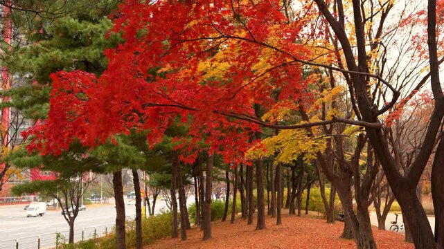 여의도 가을 단풍, Red Maple Trees in Autumn Park for Seasonal Urban Landscape Design