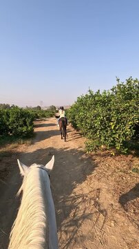 A horse and rider casting a long shadow over a rural field with young trees, dry soil and clear blue sky, creating a peaceful countryside scene