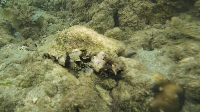 Tassled scorpionfish (Scorpaenopsis oxycephala) moving across sandy seabed near coral. Camouflaged reef fish walking along bottom. Dangerous venomous marine species in natural underwater habitat. Film