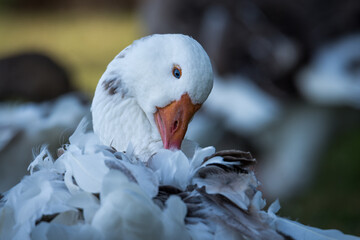 Close up of greylag goose preening itself © Nathan McClunie