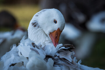 Close up of greylag goose preening itself © Nathan McClunie