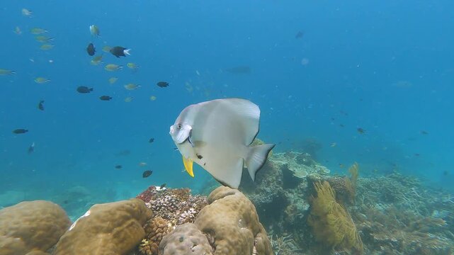 Batfish in cleaning station