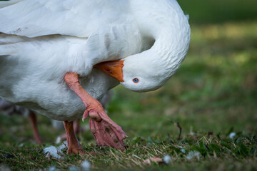 Close up of greylag goose preening itself © Nathan McClunie