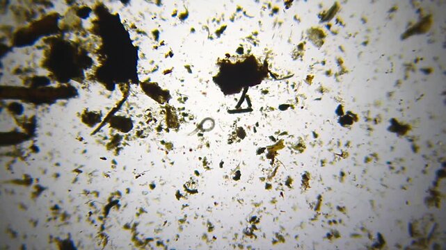 Active nematode coiling among detritus particles under 40x brightfield microscopy. 4K scientific microscopy footage.