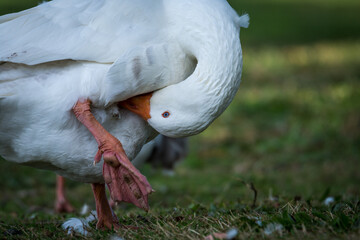 Close up of greylag goose preening itself © Nathan McClunie