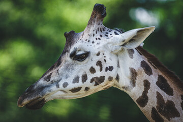 Portret żyrafy z bliska na tle zielonych drzew. Profil głowy żyrafy z charakterystycznymi cętkami i uszami w naturalnym środowisku. Egzotyczne zwierzę w zoo lub na safari. © Henryk Niestrój