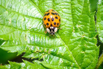 Makrofotografia żółtej biedronki azjatyckiej na soczyście zielonym liściu. Wyraźne detale owada w naturalnym środowisku, idealne do celów edukacyjnych, przyrodniczych i ekologicznych. © Henryk Niestrój