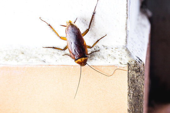 cockroach walking along the wall, cockroach closet invading a house, Household Cockroaches Crawling on Tile Floor Indoors