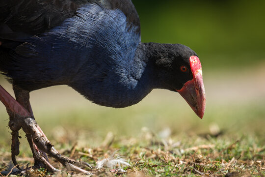Close up of Pukeko or purple swamphen 