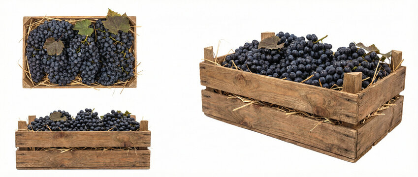 Set of fresh ripe dark blue grapes in rustic wooden crates with straw, collection from different angles, isolated on white background.