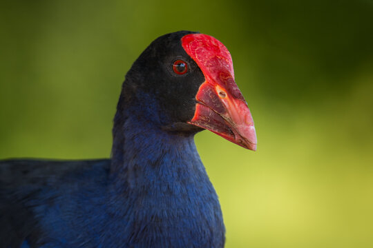 Close up of Pukeko or purple swamphen 