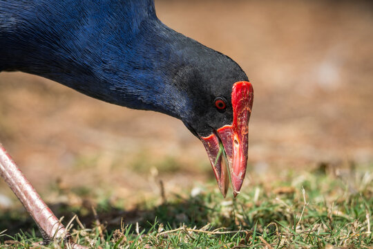 Close up of Pukeko or purple swamphen 