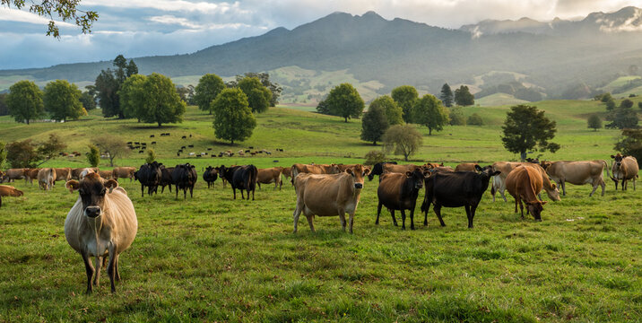 Rural scene, Herd of Jersey and Jersey cross dairy cows grazing in green grass