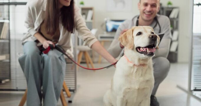 Veterinarian examines dog labrador retriever at clinic. Owner smiles as the vet outlines consultation and routine checkup ensuring trust and care. Symbol of caring veterinary pet service.