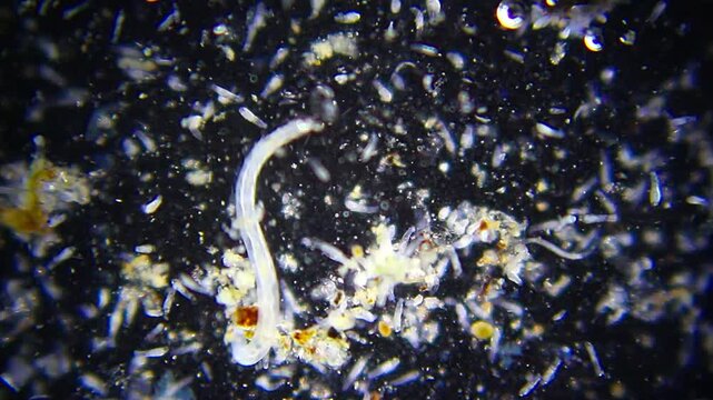 Oligochaete worms moving among rotifers and detritus under 40x darkfield microscopy. 4K scientific microscopy footage.