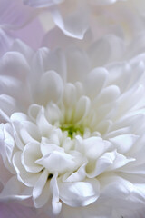 Obraz premium Extreme macro shot white chrysanthemum center, showing delicate inner petals with soft lime green core.