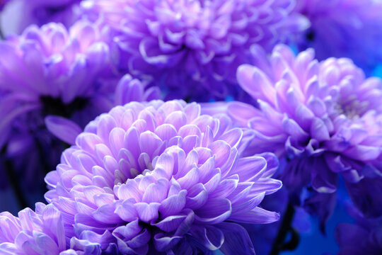 Beautiful lavender flowers captured against deep blue atmospheric background, creating mysterious floral mood.