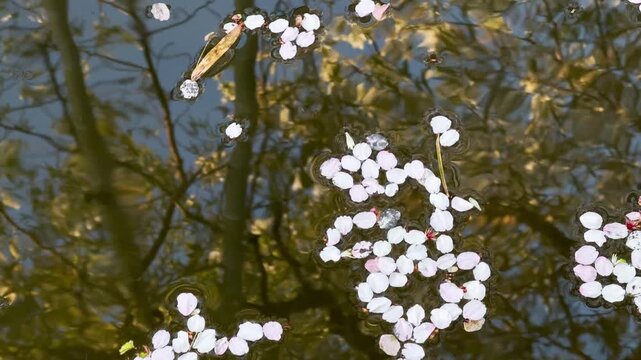 六郷用水 流れる桜の花びらと水面に映る桜の木