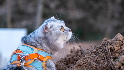 Profile of a grey tabby cat with amber eyes © Sandris Veveris