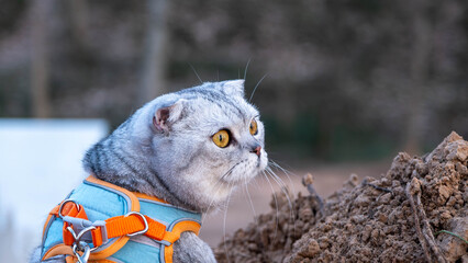 Candid portrait of a grey tabby cat outdoors © Sandris Veveris