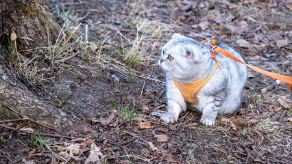 Grey tabby cat exploring a dirt slope in a harness © Sandris Veveris