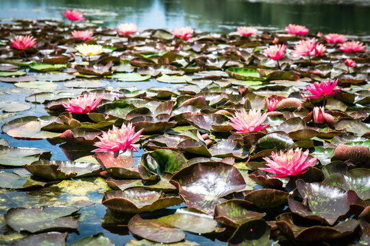 The Enchanting Water Lilies of Bolu G&ouml;lc&uuml;k