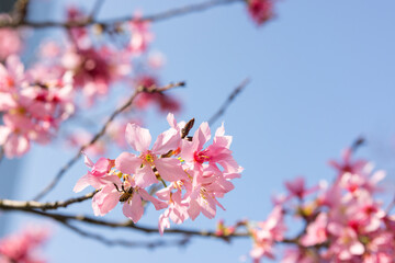 Fototapeta premium Sakura flower blooming under bright blue sky
