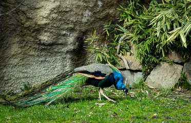 Fototapeten Pfau peacock in the park  © photographerLucie