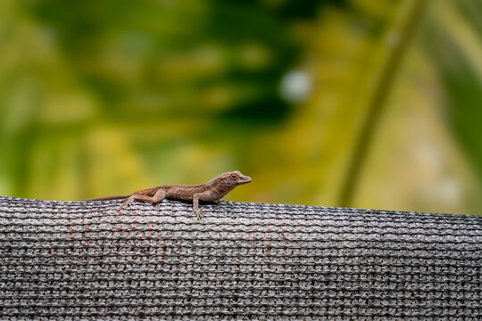 A lizard sitting on a fence