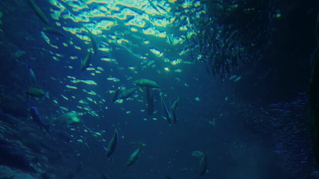 Underwater perspective with fish and light rays in blue water