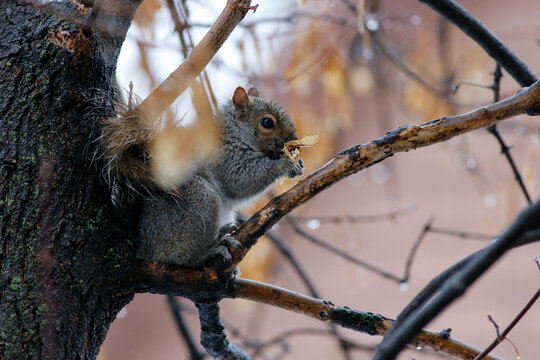 &Eacute;cureuil gris sur la branche d'un arbre mange des samares une journ&eacute;e de pluis. 
