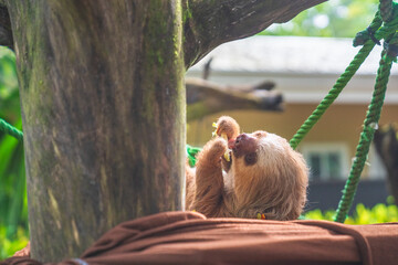 Feeding a sloth at an animal rescue center in Costa Rica on the Caribbean coast © Petr