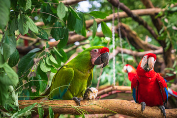 A great green macaw and a scarlet macaw at an animal rescue center in Costa Rica on the Caribbean coast © Petr