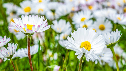Bellis perennis daisies close up in meadow, lawn daisy flowers, spring floral banner with copy space © Silga
