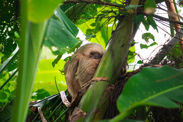 A two-toed sloth sleeping on a banana tree in the Costa Rican jungle © Petr