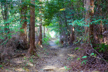 Empty forest trail on Shikoku Henro pilgrimage route through dense cedar woodland with sunlight ahead © Benedikt