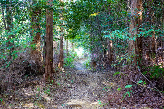 Empty forest trail on Shikoku Henro pilgrimage route through dense cedar woodland with sunlight ahead