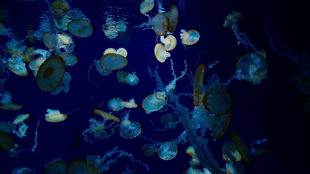 Aquatic scene with jellyfish swimming in dark blue water